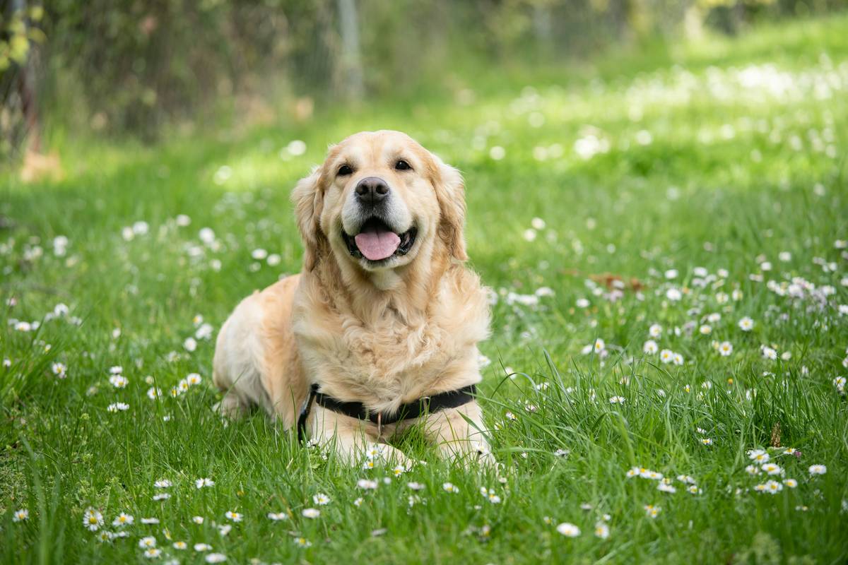 Our beautiful dog passed today 2026-06-18. Rest in peace our loyal friend. If you want to follow mr happy paws, here you have his link IG: @doofus_the_golden